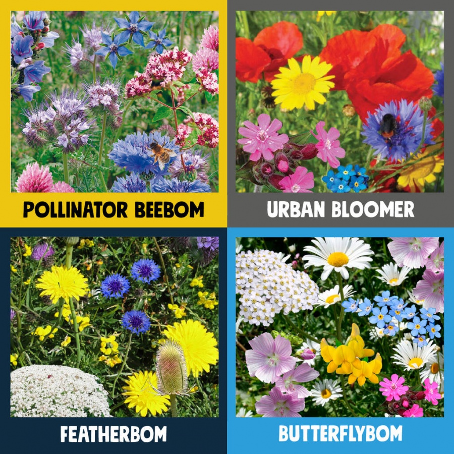 Butterflybom Seedbomb - Kabloom - boobalou.co.uk
